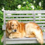 Broadoaks Boutique Country House Pet friendly breaks